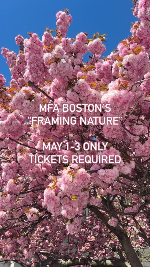 Spring blossoms for an MFA Boston Framing Nature event