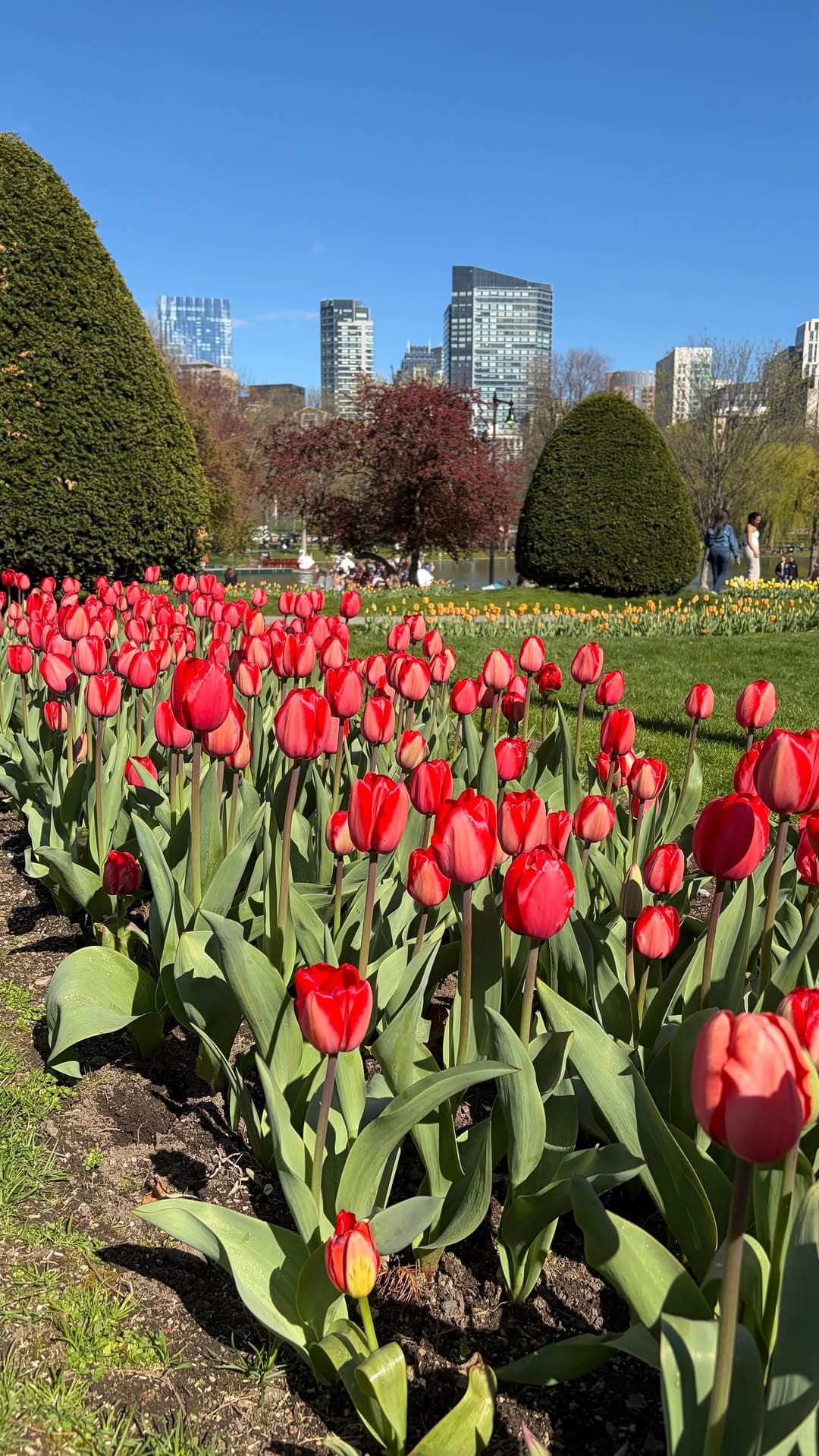 Tulips in the Boston Public Garden with the city skyline